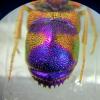 Euchroeus purpuratus
